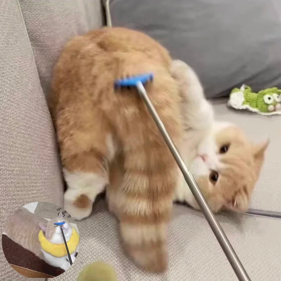 cat ball toy