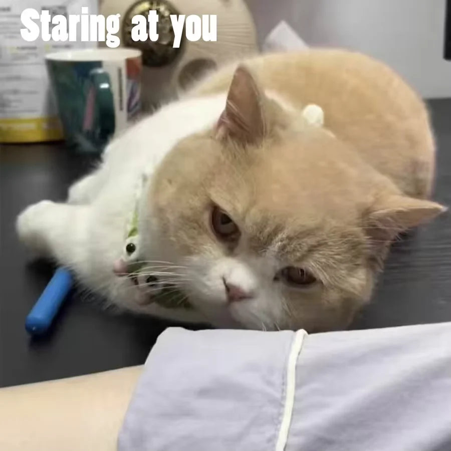 cat ball toy