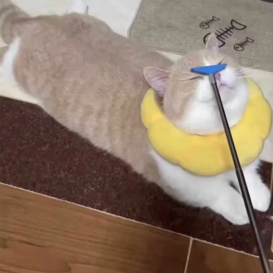cat ball toy