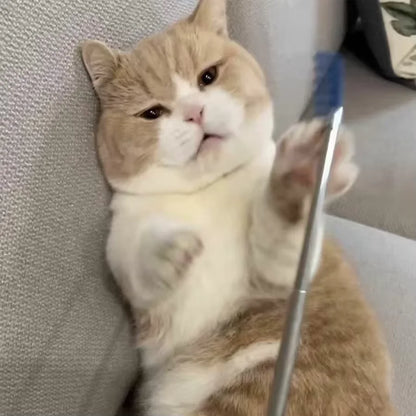 cat ball toy
